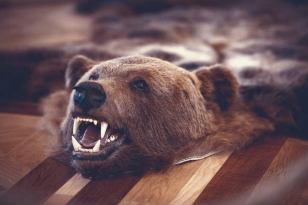 istock Stuffed bear in old room on floor. Hunter trophy. 1131621156