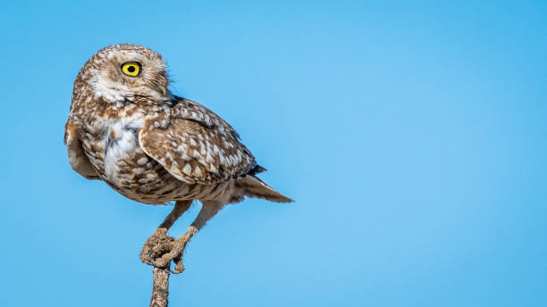 istock Burrowing Owls of Washington State 1131621185