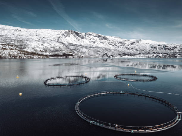 istock fish farm in Norway 1131621210