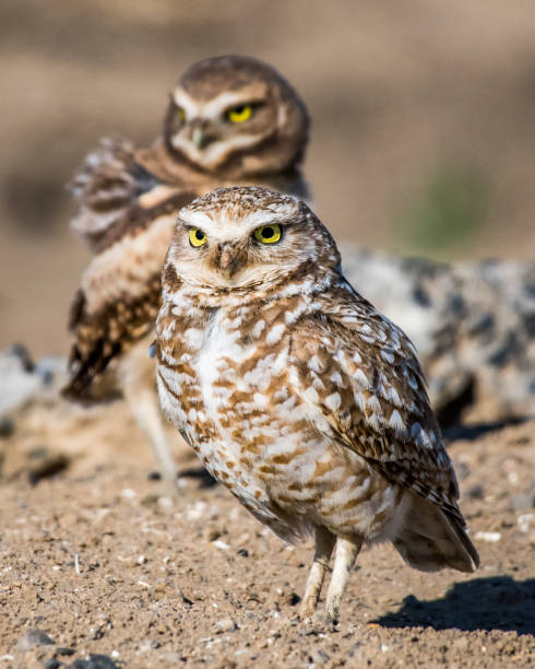istock Burrowing Owls of Washington State 1131621228