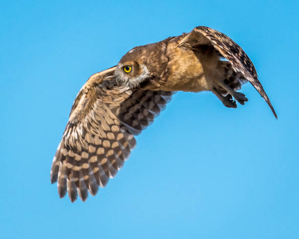 istock Burrowing Owls of Washington State 1131621248