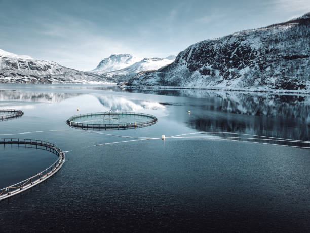 fish farm in Norway fish farm in Norway cage photos stock pictures, royalty-free photos & images