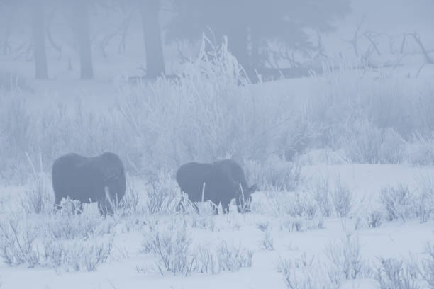 istock Moose in winter on foggy morning 1131622022