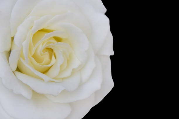 белая роза и черный фон - tea light candle white single object стоковые фото и изображения