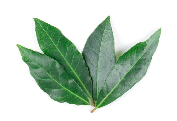 istock Bay leaves isolated on white background 1131625745