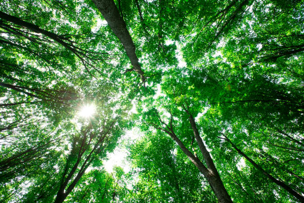 istock forest trees. nature green wood sunlight backgrounds 1131625772