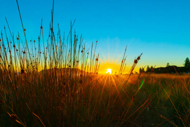 Intense sunrise at Mount Maunganui back lights landscape main beach, Tauranga New Zealand.