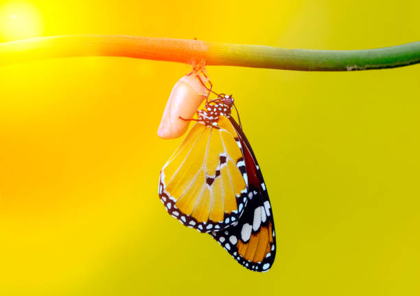 istock Amazing moment ,Monarch butterfly emerging from its chrysalis 1131627676