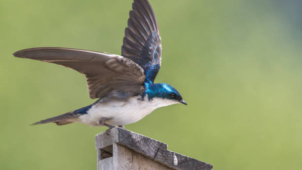 istock Tree swallows in Northern Idaho 1131627962