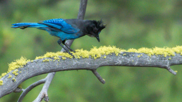 istock stellar jay bird on a mossy branch in Winthrop Washington 1131628502