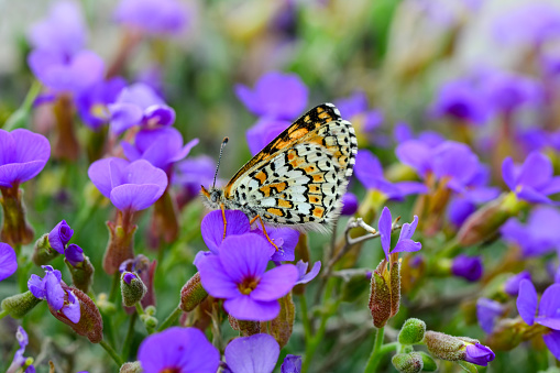 The Marbled White is a distinctive and attractive black and white butterfly, unlikely to be mistaken for any other species.