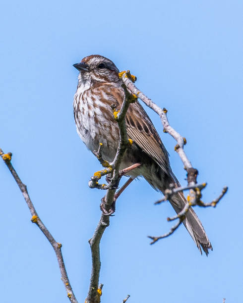 istock Sparrow looking bird on a branch 1131628932