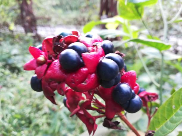 Harlequin glorybower, Clerodendrum, Harlequin Glorybower, Harlequin glorybower