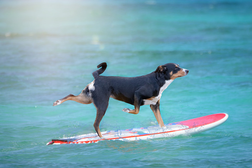 dog surfing on a surfboard at the ocean shore, Appenzeller Mountain Dog