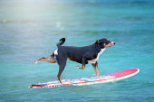 istock dog surfing on a surfboard 1131628989