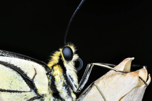 macro extrême de fond de papillon, - high scale magnification photos et images de collection