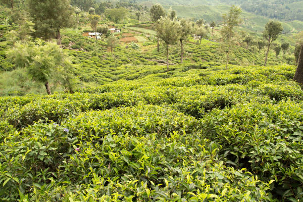 istock tea plantation green scenery landscape 1131629360