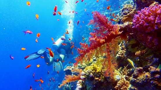 Scuba diver near beautiful tropical coral reef