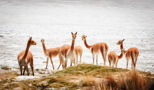 Group of vicunas (Vicugna vicugna) in the Salar de Surire, Isluga Volcano National Park located more than 4500 meters, in the region of Arica and Parinacota, north of Chile
