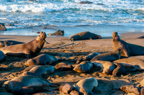 istock Elephant Seal Bull Fight 1131636600