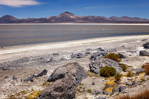 Beautiful landscape of the Salar Surire, Isluga Volcano National Park located more than 4500 meters, in the region of Arica and Parinacota, north of Chile