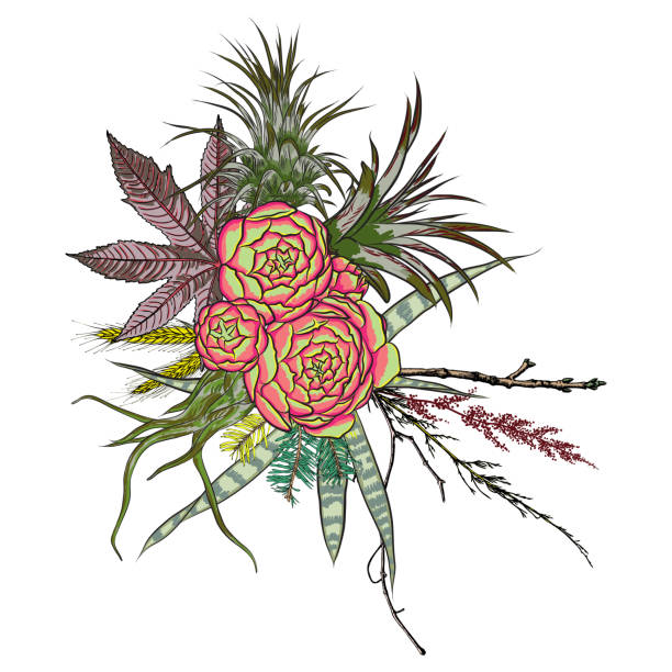 illustrazioni stock, clip art, cartoni animati e icone di tendenza di set di bouquet esotici. fiori. collezione floreale con varie piante. sansevieria, pianta di serpente, zenzero rosso, pennacchio di struzzo, cono rosa, margherita, rose. illustrazione disegnata a mano. vettore. - ginger tropical flower flower plant