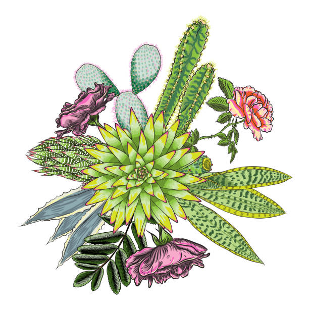 illustrazioni stock, clip art, cartoni animati e icone di tendenza di set di bouquet esotici. fiori. collezione floreale con varie piante. sansevieria, pianta di serpente, zenzero rosso, pennacchio di struzzo, cono rosa, margherita, rose. illustrazione disegnata a mano. vettore. - ginger tropical flower flower plant