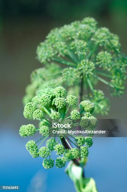 Angelica Plan Closeup Stockfoto und mehr Bilder von Blume - Blume, Blüte, Chinesische Angelika