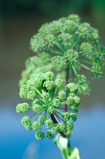 신선초 요금재. 클로즈업 - angelica astrantia nature season 뉴스 사진 이미지