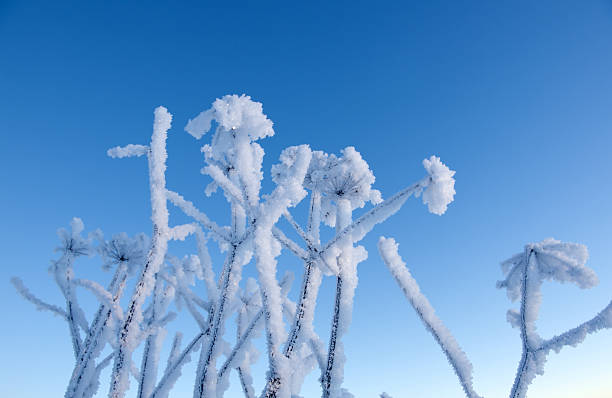 istock Winter landscape.Frozenned flower 113163695