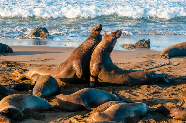 istock Elephant Seal Bull Fight 1131637467
