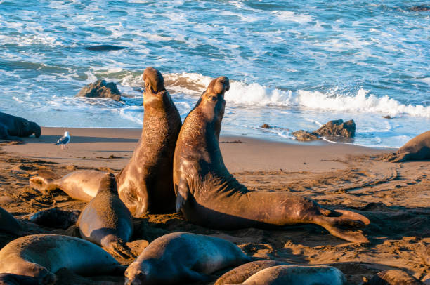 istock Elephant Seal Bull Fight 1131637565