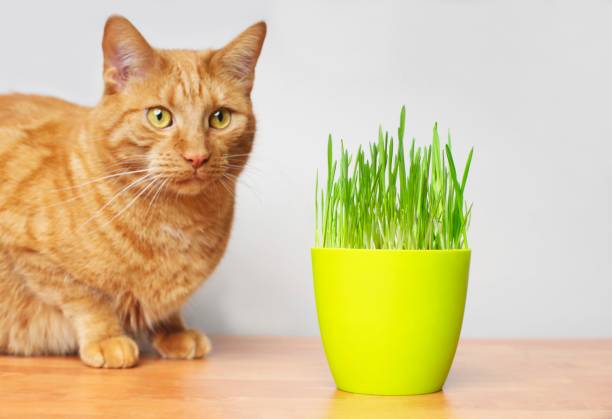Cute ginger cat looking curious to a flower pot with cat grass. Horizontal image with focus on foreground.