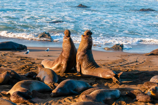 istock Elephant Seal Bull Fight 1131637650