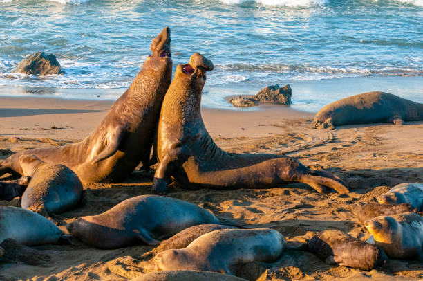 istock Elephant Seal Bull Fight 1131637913