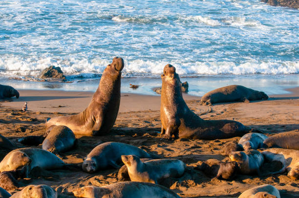 Elephant Seal Bull Fight