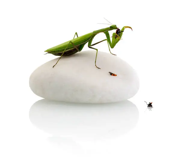 Praying mantis eating a firebug - isolated on white background with shadow reflection. European mantis standing on white stone eats instect - isolated on white backdrop.