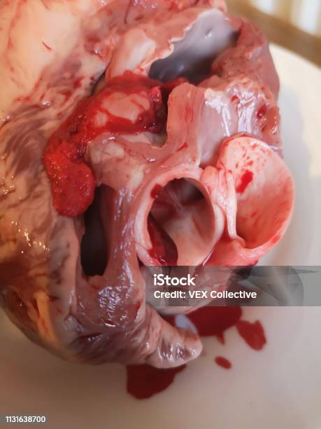 Pigs Heart And Aorta Stock Photo - Download Image Now - Dissection, Heart - Internal Organ, Heart Shape