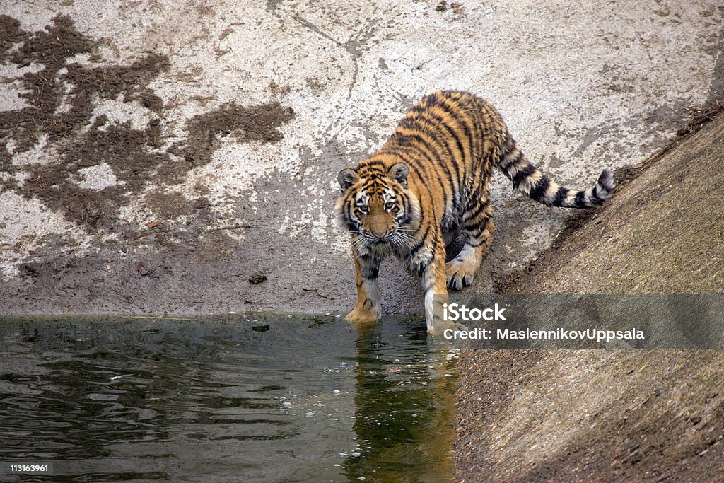 tigre - Foto stock royalty-free di Acqua