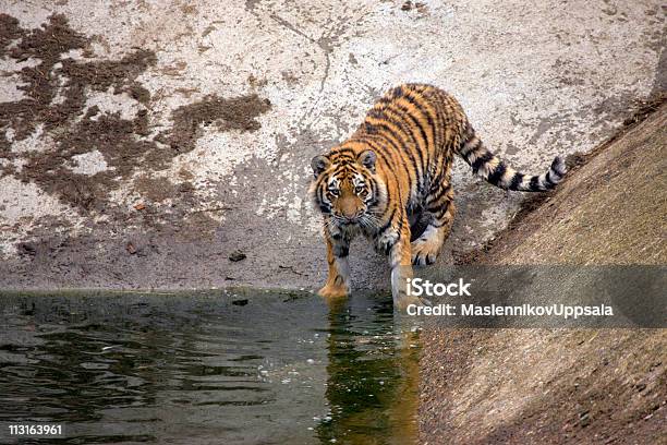 Tigre - Fotografie stock e altre immagini di Acqua - Acqua, Ambientazione esterna, Animale