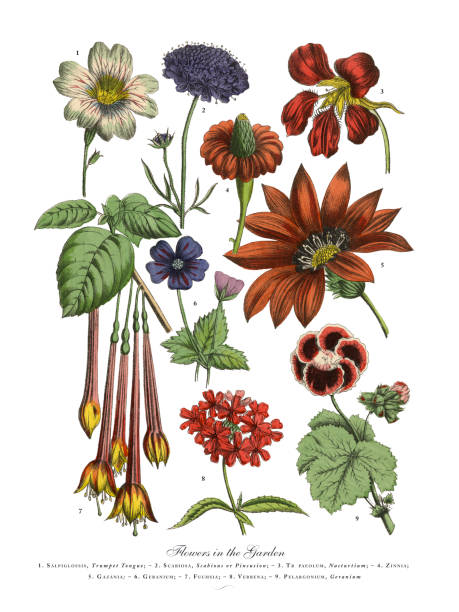 Exotic Flowers of the Garden, Victorian Botanical Illustration Very Rare, Beautifully Illustrated Antique Engraved Exotic Flowers of the Garden, Victorian Botanical Illustration, Published in 1886. Source: Original edition from my own archives. Copyright has expired on this artwork. Digitally restored. calceolaria stock illustrations