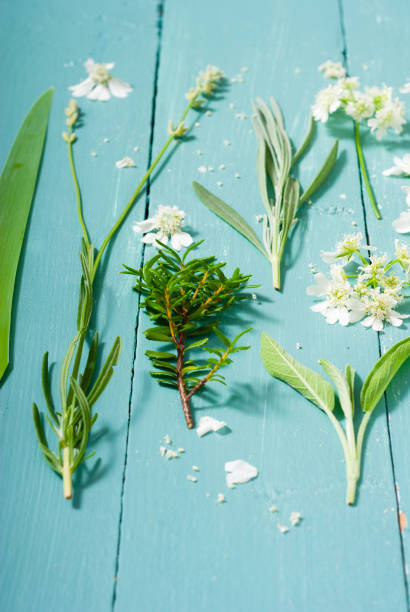 coleção da planta - rosemary chervil herb table - fotografias e filmes do acervo