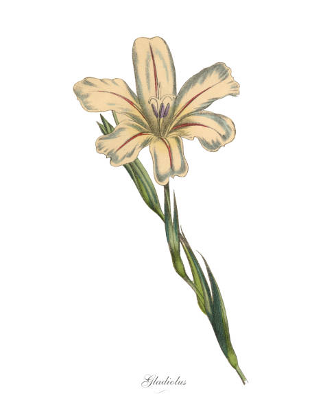 illustrazioni stock, clip art, cartoni animati e icone di tendenza di piante di gladiolus, illustrazione botanica vittoriana - gladiolus single flower stem isolated