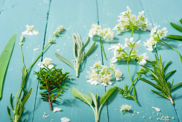 coleção da planta - rosemary chervil herb table - fotografias e filmes do acervo