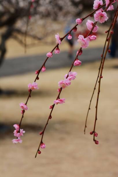 istock Japanese plum blossoms 1131643019