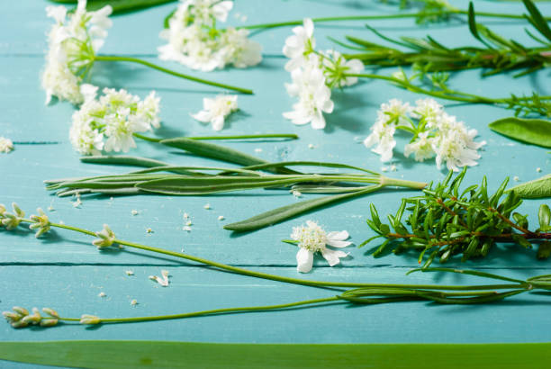 coleção da planta - rosemary chervil herb table - fotografias e filmes do acervo