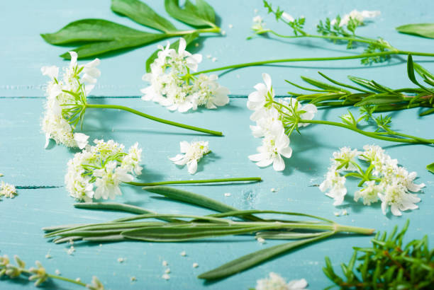 coleção da planta - rosemary chervil herb table - fotografias e filmes do acervo