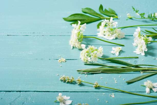 coleção da planta - rosemary chervil herb table - fotografias e filmes do acervo