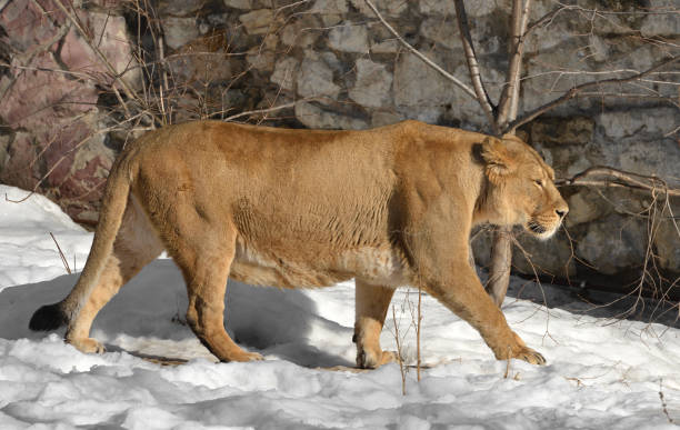 female African lion  in the snow