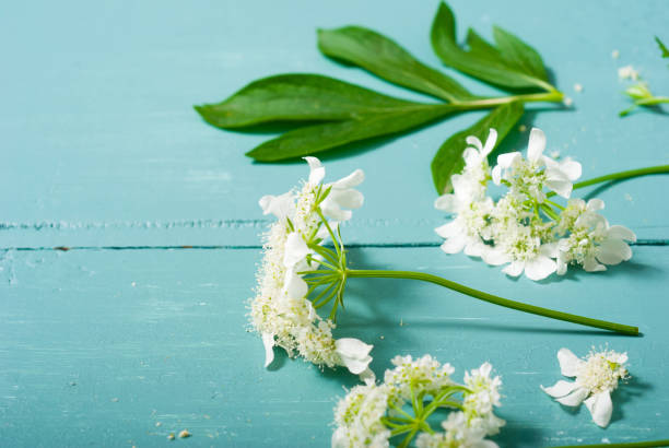 coleção da planta - rosemary chervil herb table - fotografias e filmes do acervo